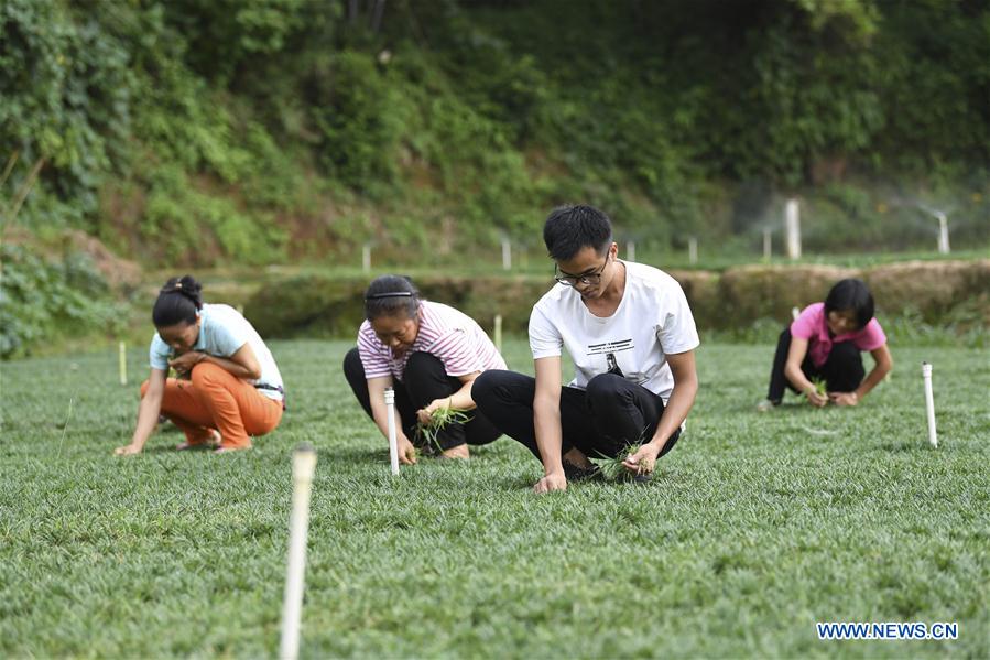 CHINA-GUANGXI-XINGYE-POVERTY ALLEVIATION EFFORTS(CN)