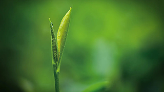 這片樹(shù)葉，改變了世界！