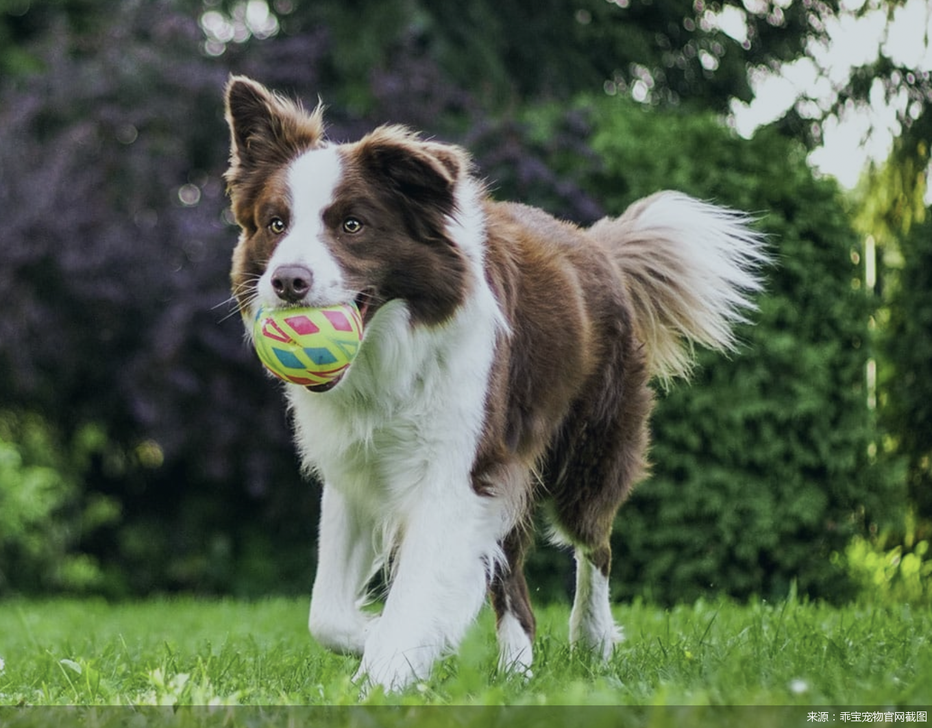 来源：乖宝宠物官网截图