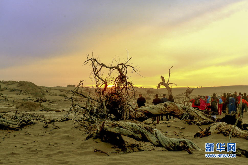 千年胡楊，不朽傳奇