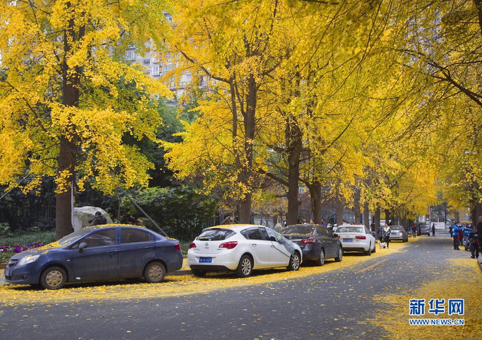 冬日暖陽，成都的銀杏已滿地