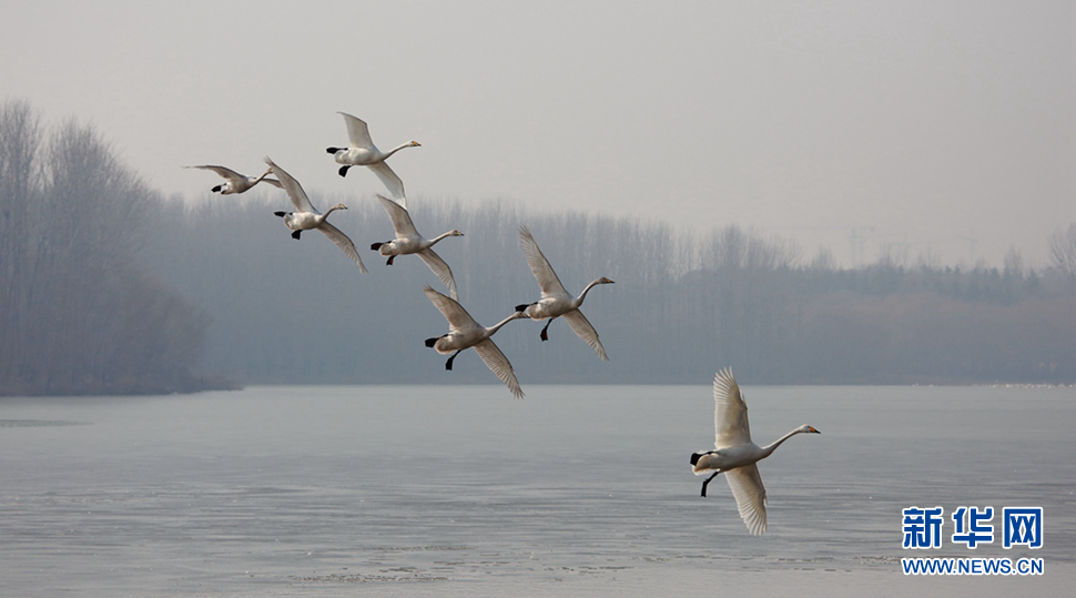 天鵝之鄉拍天鵝