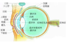 青光眼什么時候手術最合適?