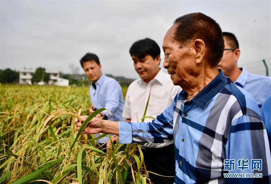 （新華視點(diǎn)·圖文互動(dòng)）（2）國(guó)家科技獎(jiǎng)3項(xiàng)授予“水稻科學(xué)家”，預(yù)示百姓飯碗將發(fā)生哪些革命？