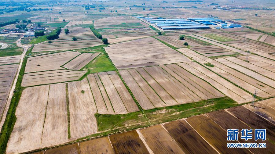 (社會(huì))(5)昔日鹽堿地 今日插秧忙