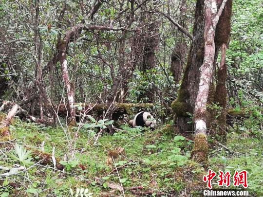 四川黃龍自然保護區(qū)第7次發(fā)現野生大熊貓蹤跡