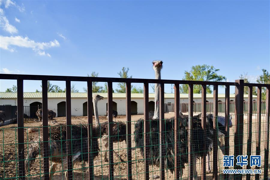 (在習近平新時代中國特色社會主義思想指引下——新時代新作為新篇章·圖文互動)(1)庫布其競相演繹“點沙成金”傳奇