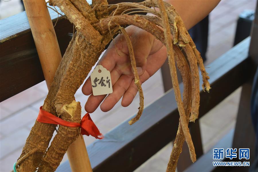 (在習近平新時代中國特色社會主義思想指引下——新時代新作為新篇章·圖文互動)(2)庫布其競相演繹“點沙成金”傳奇