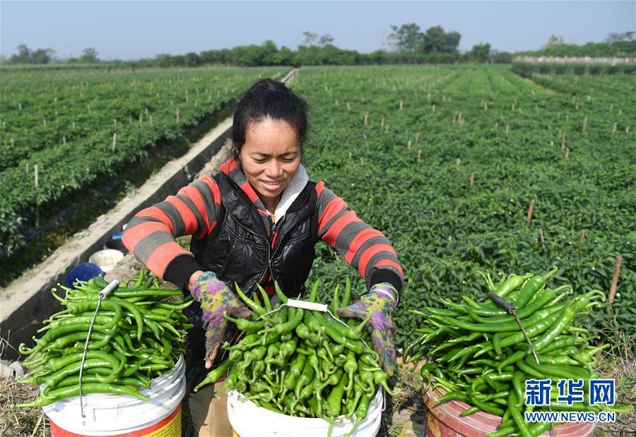 （輝煌60年·壯美新廣西·圖文互動）（2）攜手描繪八桂大地上的美麗畫卷——寫在廣西壯族自治區成立60周年之際