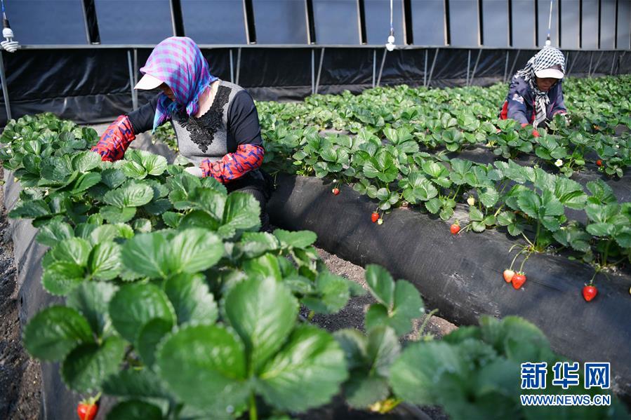 (壯麗70年 奮斗新時代——推動高質(zhì)量發(fā)展調(diào)研行·圖文互動)(7)黑龍江賓縣:“北菜南銷”演繹結(jié)構(gòu)調(diào)整“大文章”