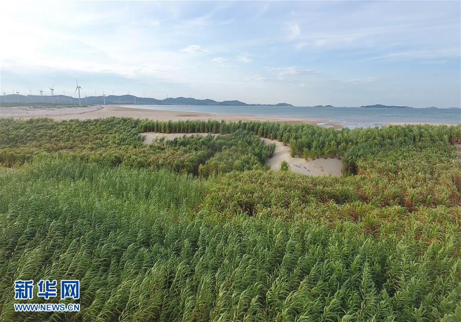 （不忘初心、牢記使命·圖文互動）（2）拳拳寸草心 濃濃報國情——記“菌草之父”林占熺