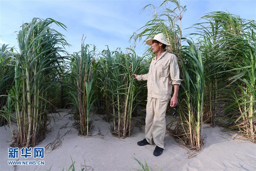 （不忘初心、牢記使命·圖文互動）（3）拳拳寸草心 濃濃報國情——記“菌草之父”林占熺