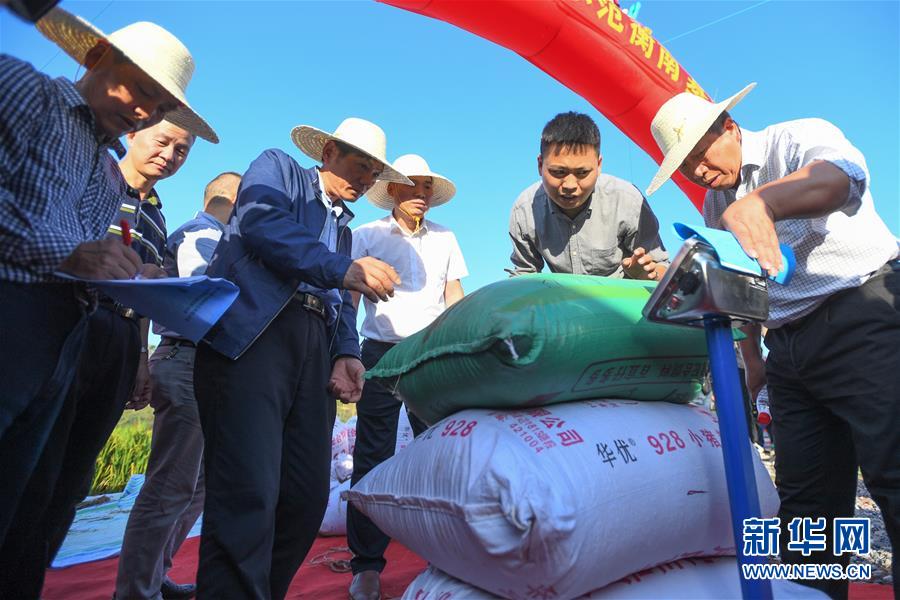 （圖文互動）（2）1046.3公斤！袁隆平第三代雜交水稻首次公開測產(chǎn)