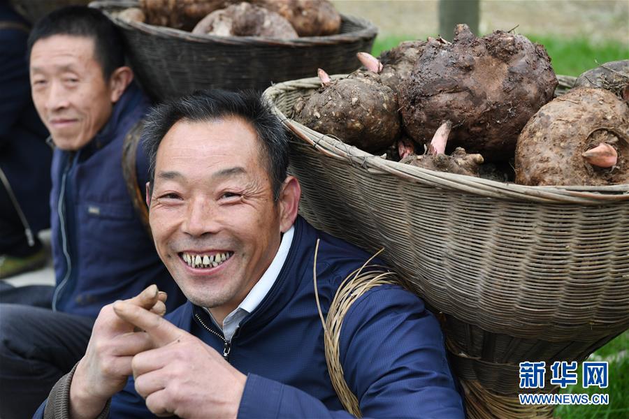 (脫貧攻堅)(1)陜西嵐皋魔芋 助力脫貧攻堅