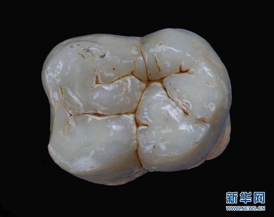 (圖文互動)(1)科學家成功從190萬年前巨猿化石中提取到遺傳物質