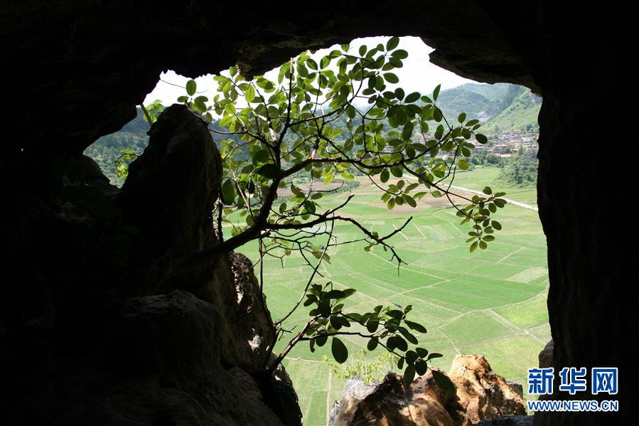 (圖文互動)(3)科學家成功從190萬年前巨猿化石中提取到遺傳物質