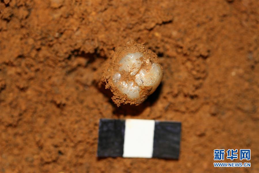 (圖文互動)(4)科學家成功從190萬年前巨猿化石中提取到遺傳物質