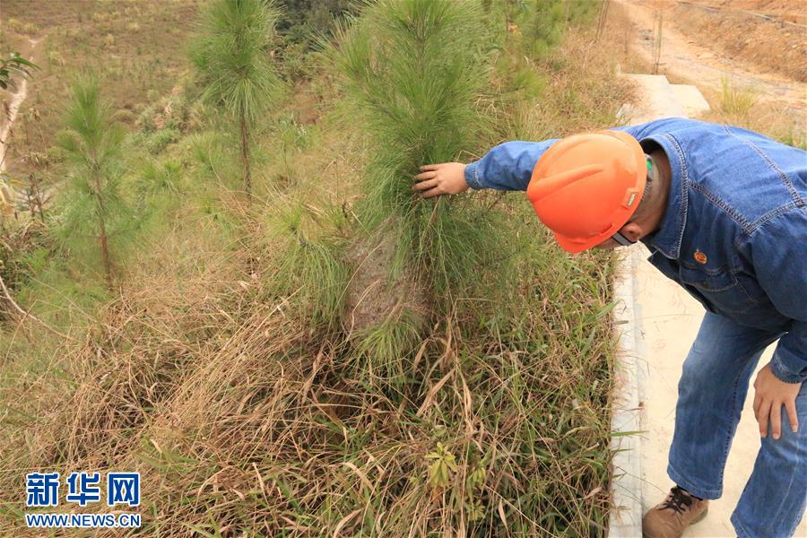 （生態文明建設·圖文互動）（3）粵北生態發展區筑牢粵港澳大灣區綠色屏障