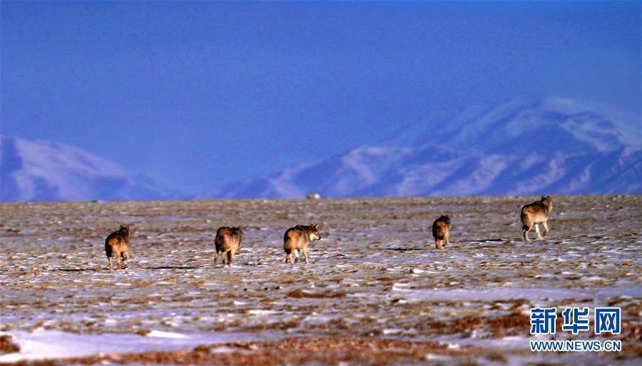 （圖文互動）（1）第二次青藏高原科考成果表明三江源生態持續向好