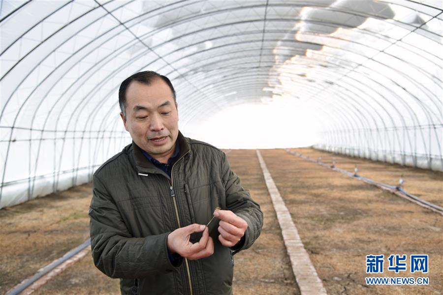 (新春走基層·圖文互動)(2)大興安嶺南麓的春天之二:“朱大喇叭”吼出脫貧“幸福草”