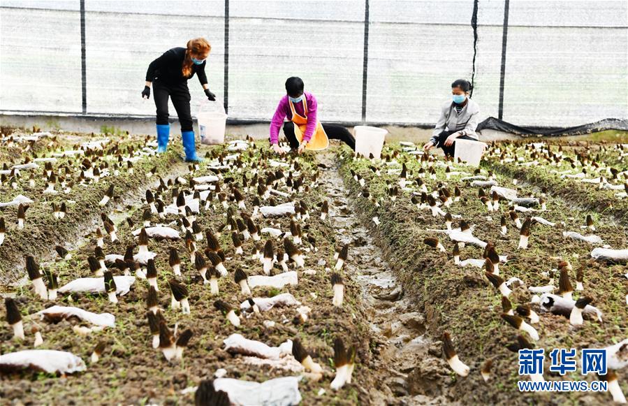 （決戰決勝脫貧攻堅·圖文互動）（1）天然“寶貝”促增收——貴州錦屏縣培育扶貧產業見聞