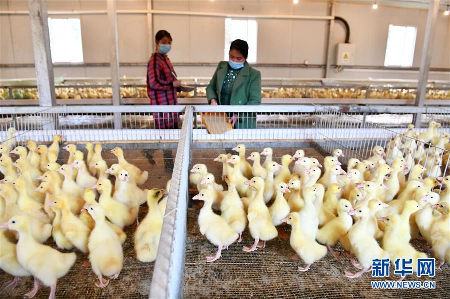 （決戰決勝脫貧攻堅·圖文互動）（2）天然“寶貝”促增收——貴州錦屏縣培育扶貧產業見聞