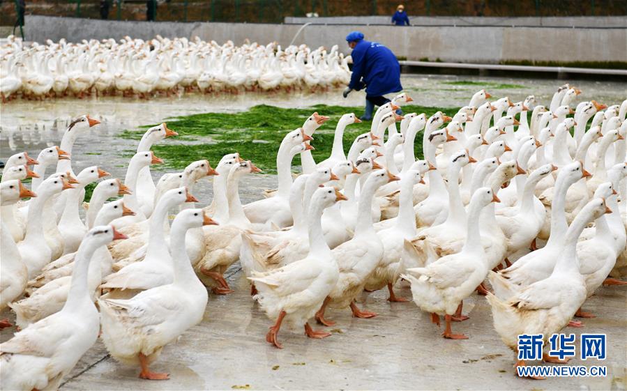 （決戰決勝脫貧攻堅·圖文互動）（3）天然“寶貝”促增收——貴州錦屏縣培育扶貧產業見聞