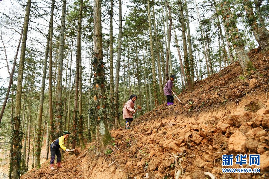 （決戰決勝脫貧攻堅·圖文互動）（4）天然“寶貝”促增收——貴州錦屏縣培育扶貧產業見聞