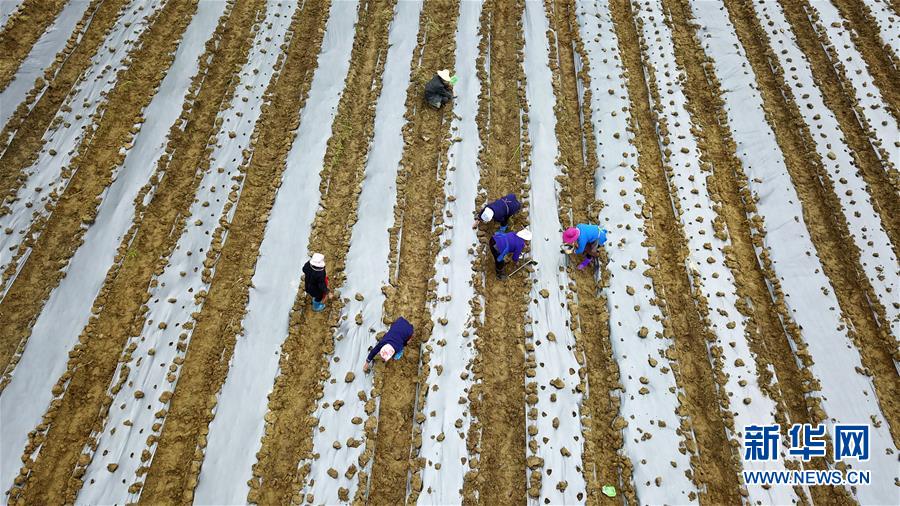 （決戰決勝脫貧攻堅·圖文互動）（1）貴州黔東南：搶抓壩區春耕 決勝脫貧攻堅