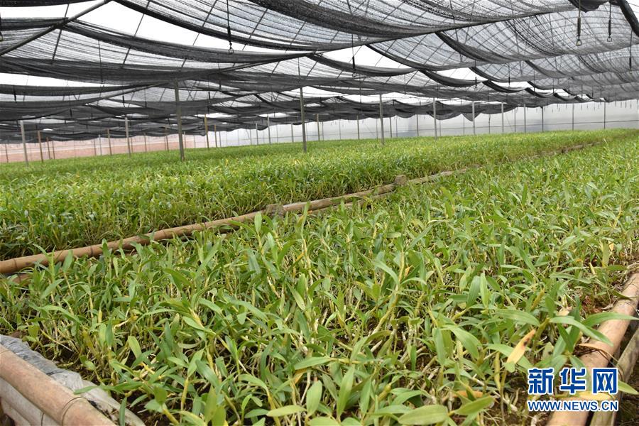 （決戰決勝脫貧攻堅·圖文互動）（1）這個脫貧縣的石頭為何比土金貴？