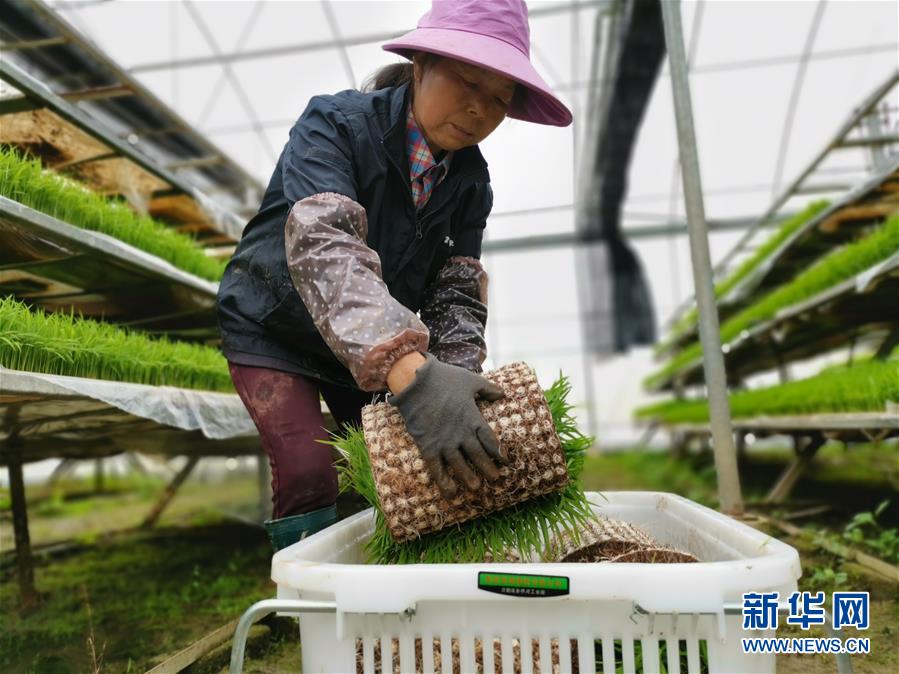 (聚焦農業(yè)復工復產·圖文互動)(1)發(fā)力“單改雙” ——水稻大省湖南的雙季稻攻堅戰(zhàn)