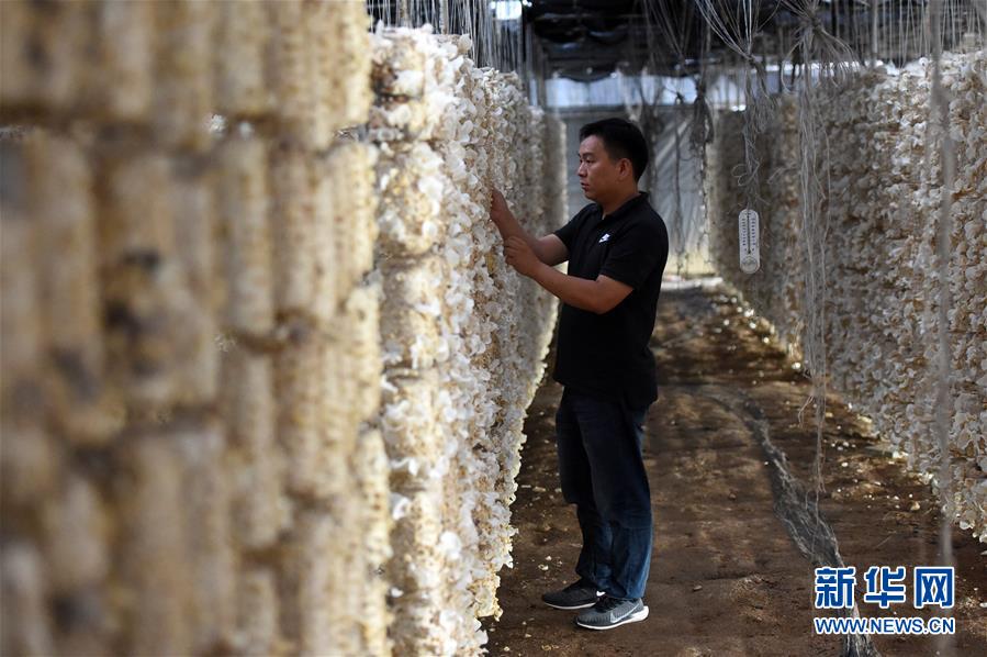 （新華全媒頭條·圖文互動）（7）青春，在希望的田野上——大別山區尋訪“城歸”大學畢業生