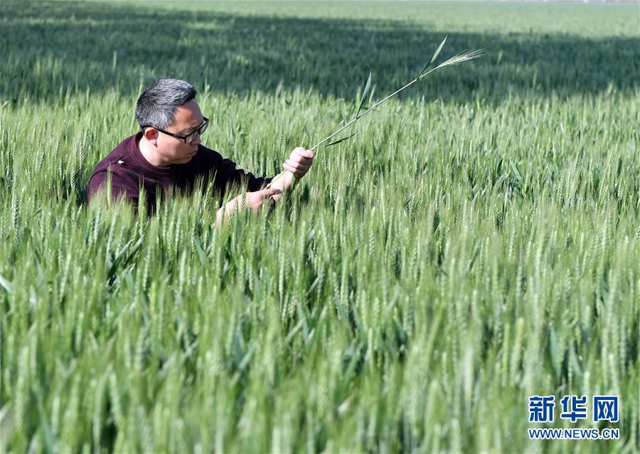 （在習(xí)近平新時(shí)代中國特色社會(huì)主義思想指引下——新時(shí)代新作為新篇章·習(xí)近平總書記關(guān)切事·圖文互動(dòng)）（5）新農(nóng)事、新希望——夏收前田間新動(dòng)態(tài)掃描