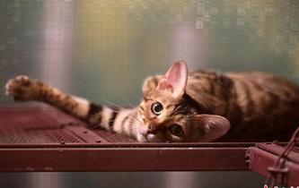 可愛小動物齊聚江蘇常州 吹響萌寵&ldquo;集結號&rdquo;