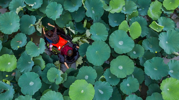 江南水鄉“慶端午 劃菱桶”