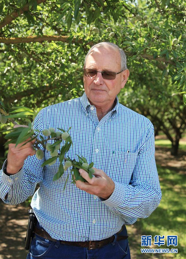 （國際·圖文互動）（2）加州巴旦木種植業農民期待中美早日消除貿易摩擦